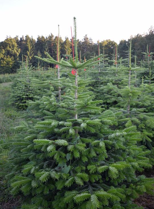 Weihnachtsbaum Christbaum Klug