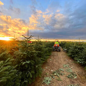 Natürliche Weihnachtsbäume: Trends zu Mengen und Preisen 2026