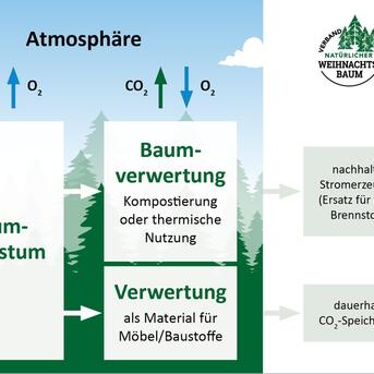 Natürliche Weihnachtsbäume sind klimaneutral 