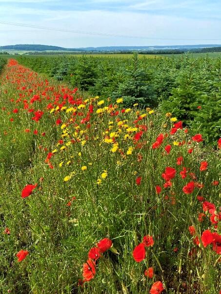 Weihnachtsbaumkultur
