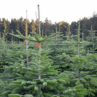 Feldtag Christbaum Klug in Mittelsinn