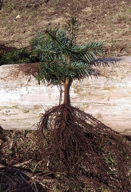 3 Jährige Nordmanntanne