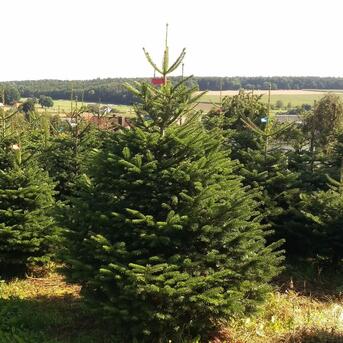 Preise für Weihnachtsbäume bleiben auch 2019 stabil