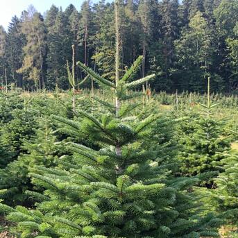 Weihnachtsbaumerzeuger ziehen Jahresbilanz