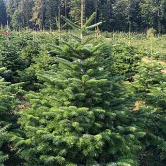 Halbzeit für den natürlichen Weihnachtsbaum