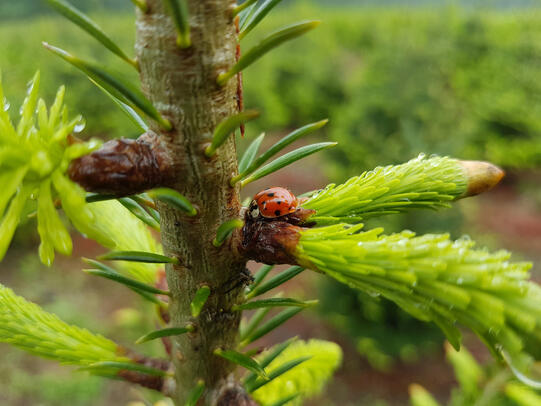 Marienkäfer in Weihnachtsbaumkultur