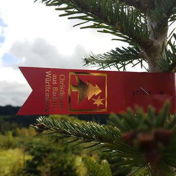 Erzeuger ermöglichen erschwingliche Weihnachtsbäume